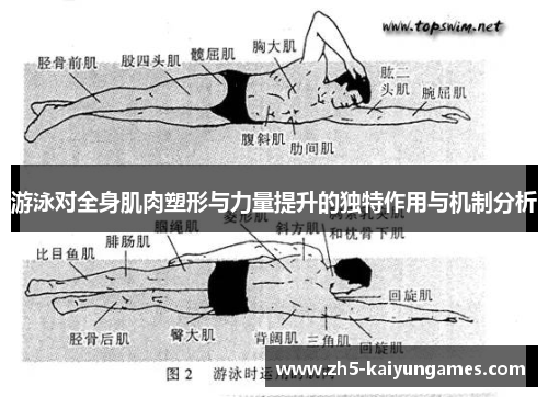 游泳对全身肌肉塑形与力量提升的独特作用与机制分析 游泳对全身肌肉塑形与力量提升的独特作用与机制分析